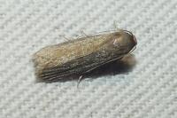 Achroia grisella