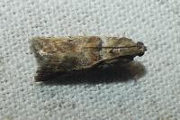 Acrobasis consociella