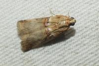 Acrobasis tumidana