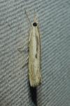 Agriphila geniculea