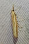 Agriphila tristella