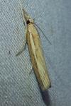 Agriphila tristella