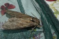 Hyloicus maurorum/pinastri