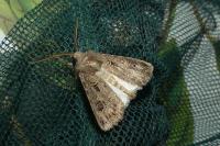 Agrotis bigramma