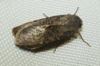 Agrotis segetum
