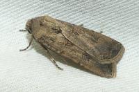 Agrotis segetum