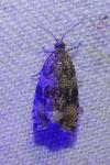 Celypha lacunana