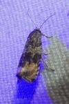 Celypha lacunana