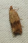 Celypha striana