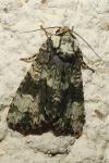 Craniophora ligustri