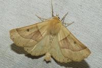 Crocallis elinguaria