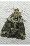 Cryphia algae