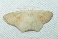 Cyclophora punctaria