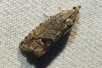 Cydia splendana