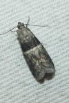 Elegia similella