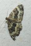 Epirrhoe alternata