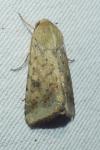 Helicoverpa armigera
