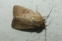 Hoplodrina ambigua