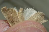 Hoplodrina ambigua