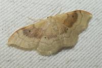 Idaea degeneraria