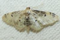 Idaea filicata