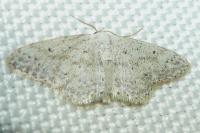 Idaea seriata