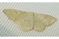 Idaea straminata