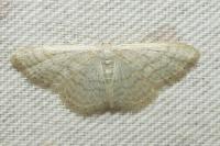 Idaea subsericeata