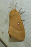 Lasiocampa quercus