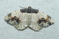 Ligdia adustata
