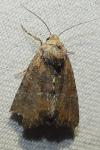 Mesoligia furuncula