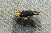 Monopis laevigella/weaverella