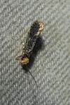 Monopis laevigella/weaverella