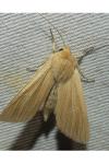 Mythimna pallens