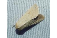 Mythimna vitellina