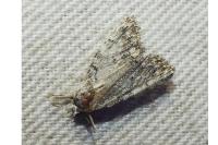 Nola confusalis