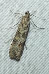 Nomophila noctuella