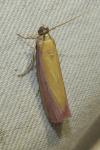 Oncocera semirubella