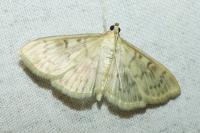 Patania ruralis