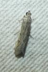 Phycitodes