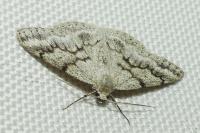 Pseudoterpna coronillaria