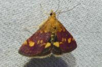 Pyrausta aurata