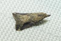 Schrankia costaestrigalis