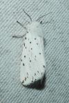 Spilosoma lubricipeda