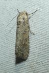 Spodoptera exigua