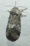Drymonia querna