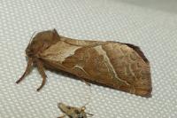 Triodia sylvina