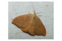 Watsonalla binaria