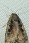 Xestia c-nigrum