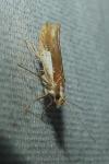 Ypsolopha parenthesella